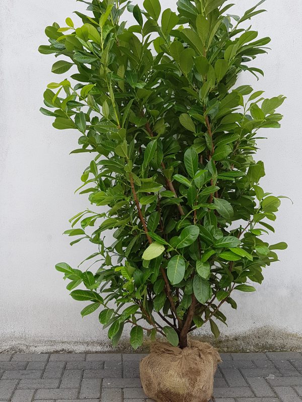 Prunus laurocerasus Rotundifolia-0
