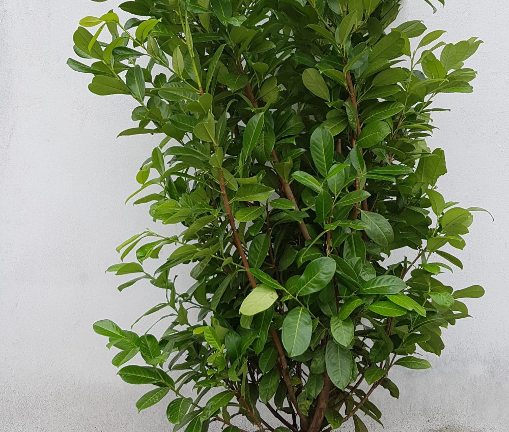 Prunus laurocerasus Rotundifolia-0