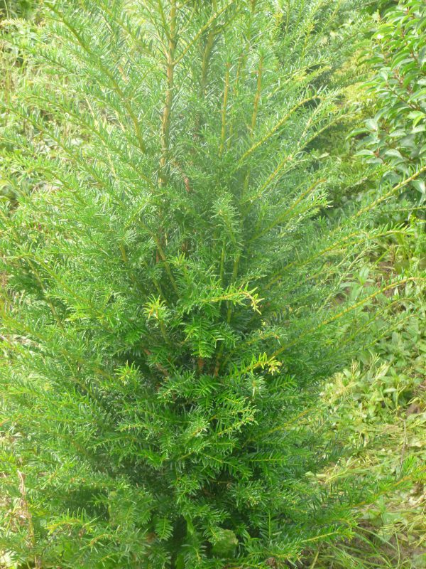 Taxus Baccata-364