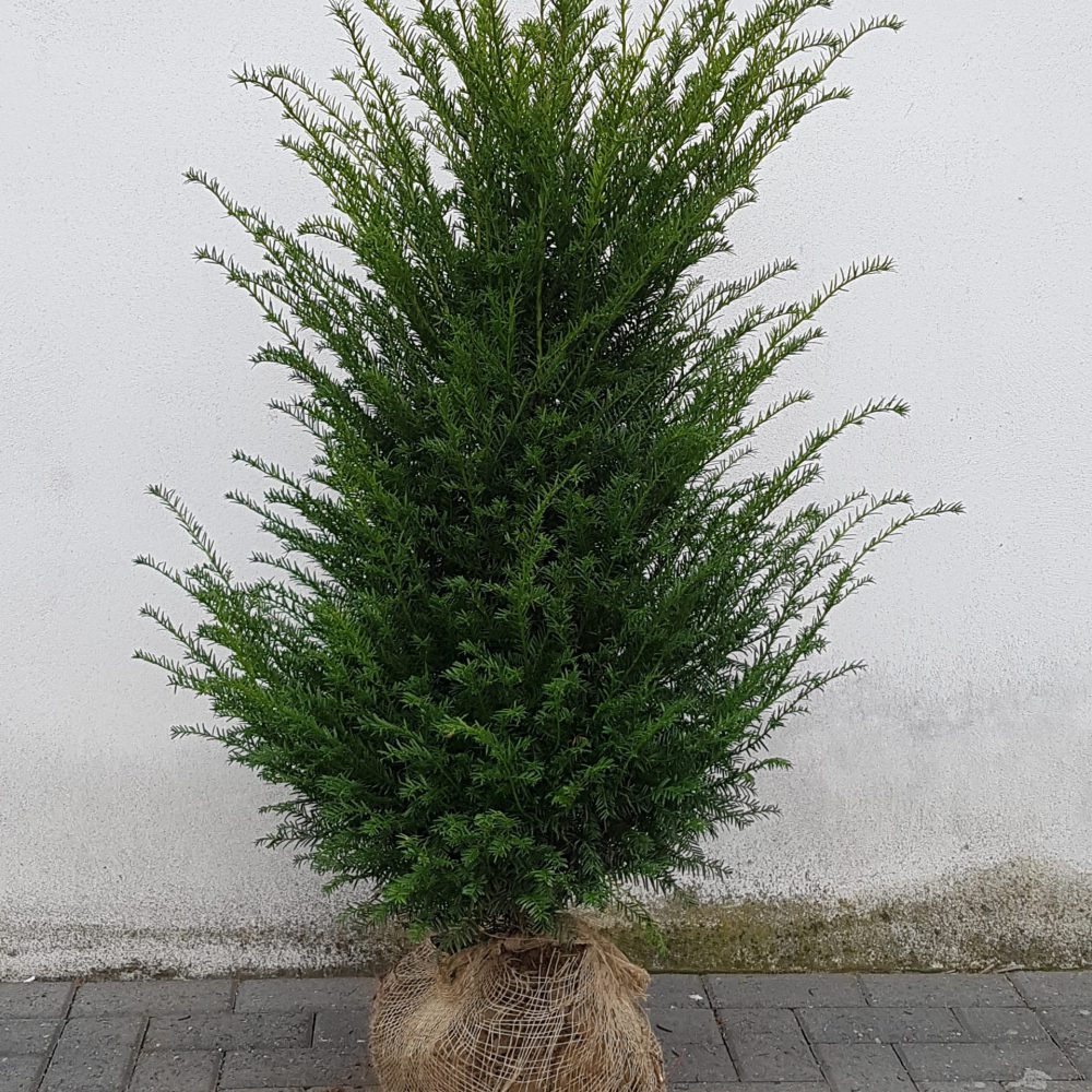 Taxus Baccata-0
