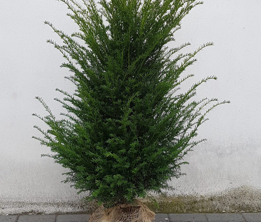 Taxus Baccata-0