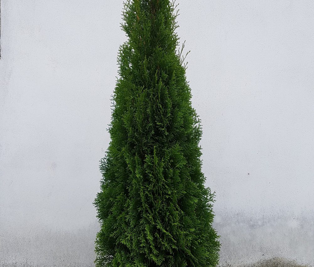 Thuja occidentalis Smaragd-0