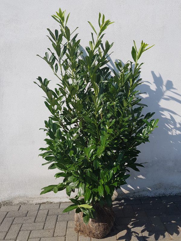 Prunus laurocerasus Caucasica-0