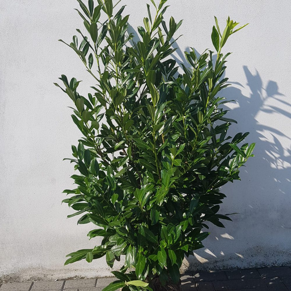 Prunus laurocerasus Caucasica-0