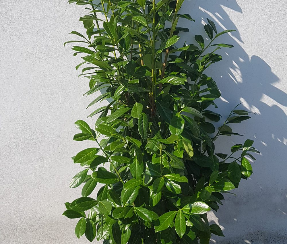Prunus laurocerasus Novita-0