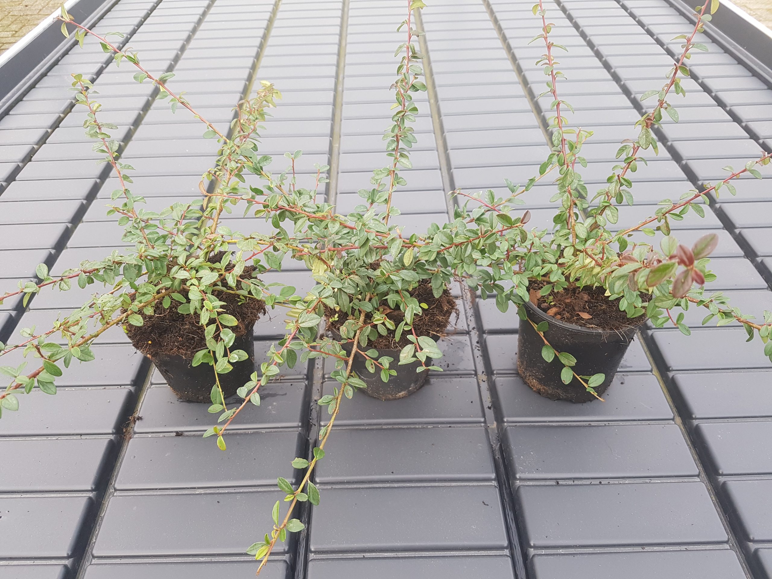 Cotoneaster suecicus Coral Beauty-0