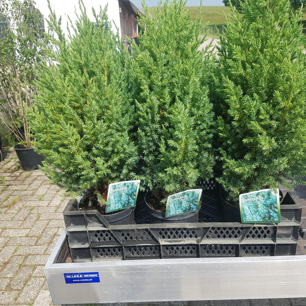 Juniperus chinensis Stricta-0