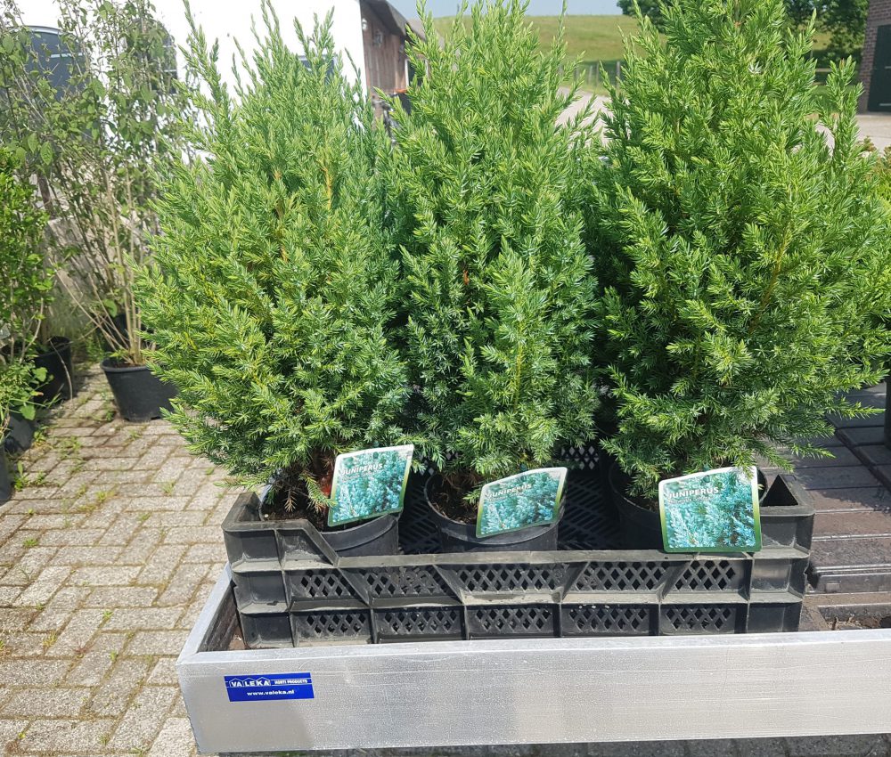 Juniperus chinensis Stricta-0