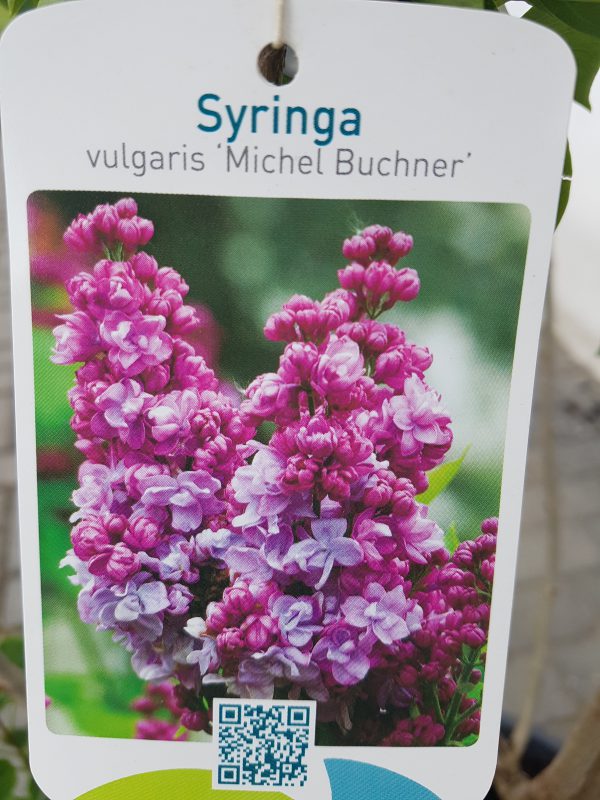 Syringa vulgaris-470