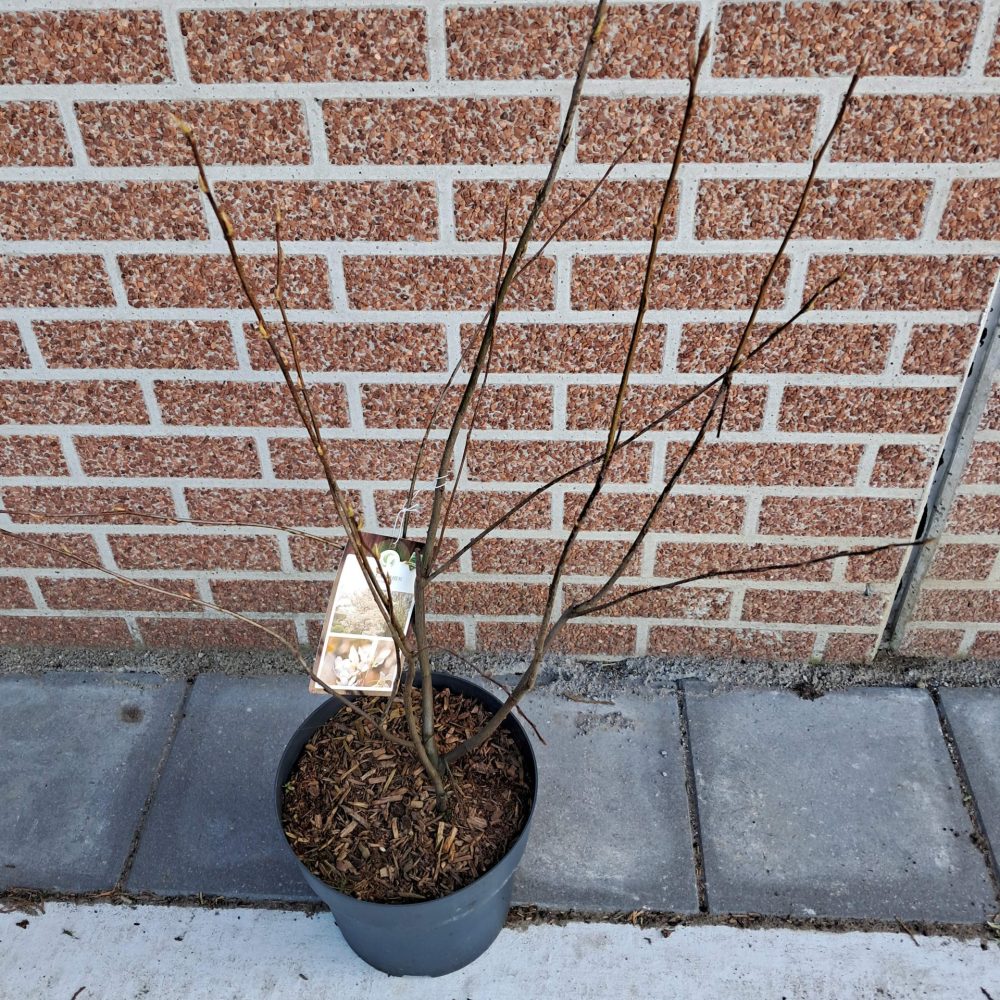 Amelanchier lamarckii