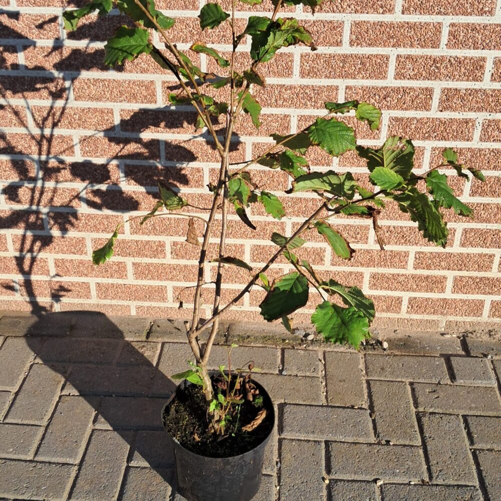 Corylus avellana