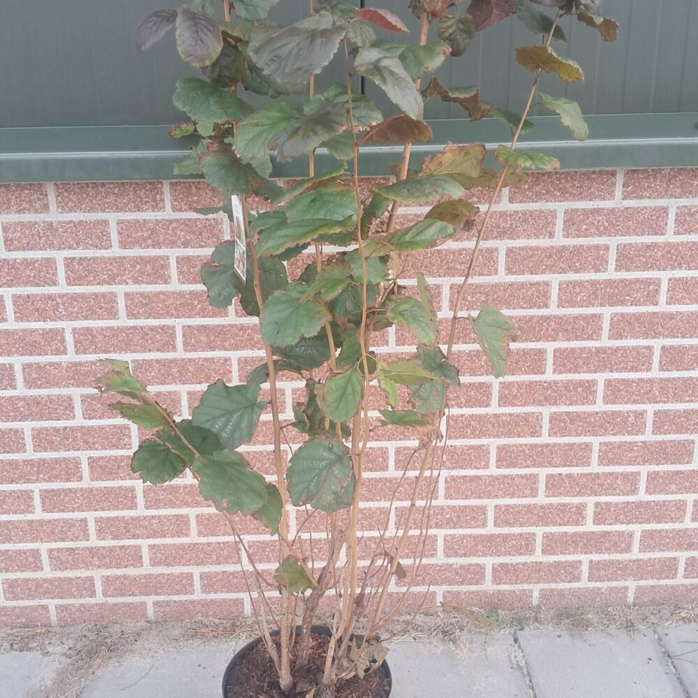 Corylus maxima ‘Purpurea’