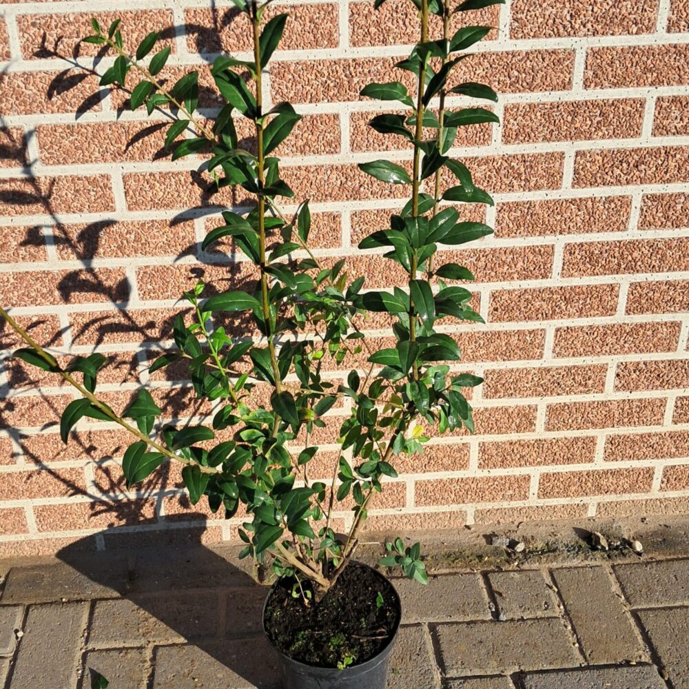 Ligustrum atrovirens